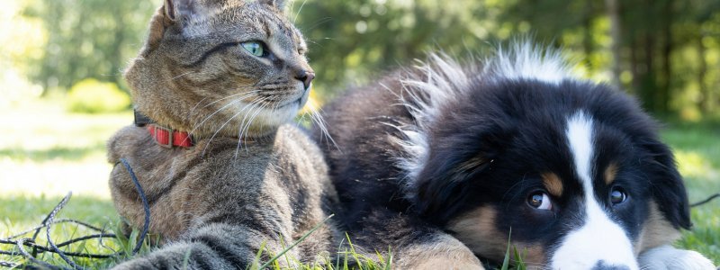 Barking Mad? The Rise of the Global Pet Economy